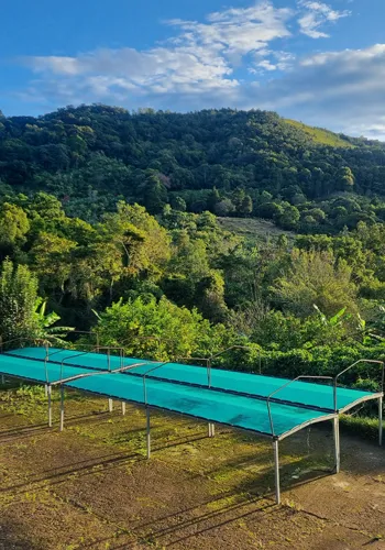 Kaffeeplantage mit Trocknungsplatz für Kaffee