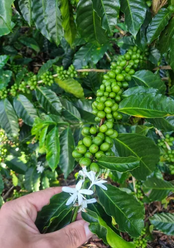 Kaffeepflanzen und Kaffeeblüten in Costa Rica